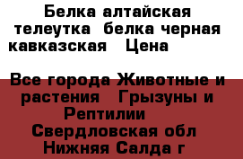 Белка алтайская телеутка, белка черная кавказская › Цена ­ 5 000 - Все города Животные и растения » Грызуны и Рептилии   . Свердловская обл.,Нижняя Салда г.